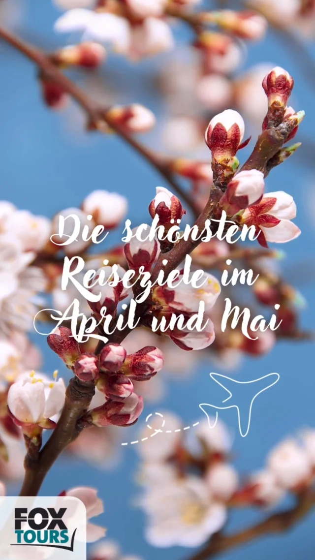 4 Reiseziele, die im Frühling besonders schön sind:

Niederlande – Tulpenblüten 🌷
Von Ende März bis Mitte Mai verwandeln sich die Tulpenfelder in ein Farbenmeer – ein Must-See! Besuche den Keukenhof oder radle durch die Blütenpracht. 🚲

Portugal – Genussreise ins Douro-Tal 🍷
Milde Temperaturen, grüne Weinberge & köstlicher Portwein – ideal für Genießer und Aktivurlauber!

Japan – Kirschblütenfest "Sakura" erleben 🌸
Zwischen März & April steht das ganze Land in rosa Blüte – ein atemberaubendes Naturschauspiel!

Marrakesch – 1001 Nacht bei angenehmen 25°C 🌞 
Der perfekte Mix aus Kultur, Farben & Gewürzen – und das ohne die Sommerhitze!

📍 Welches dieser Reiseziele wäre euer Favorit? Oder habt ihr schon Frühlingsreisepläne? 👇✨

www.foxtours.at 
+43 3352 34580
OFFICE@FOXTOURS.AT

#Frühling #Spring #Japan #Kirschblüte #blooming #Travel #World #reisenmachtglücklich